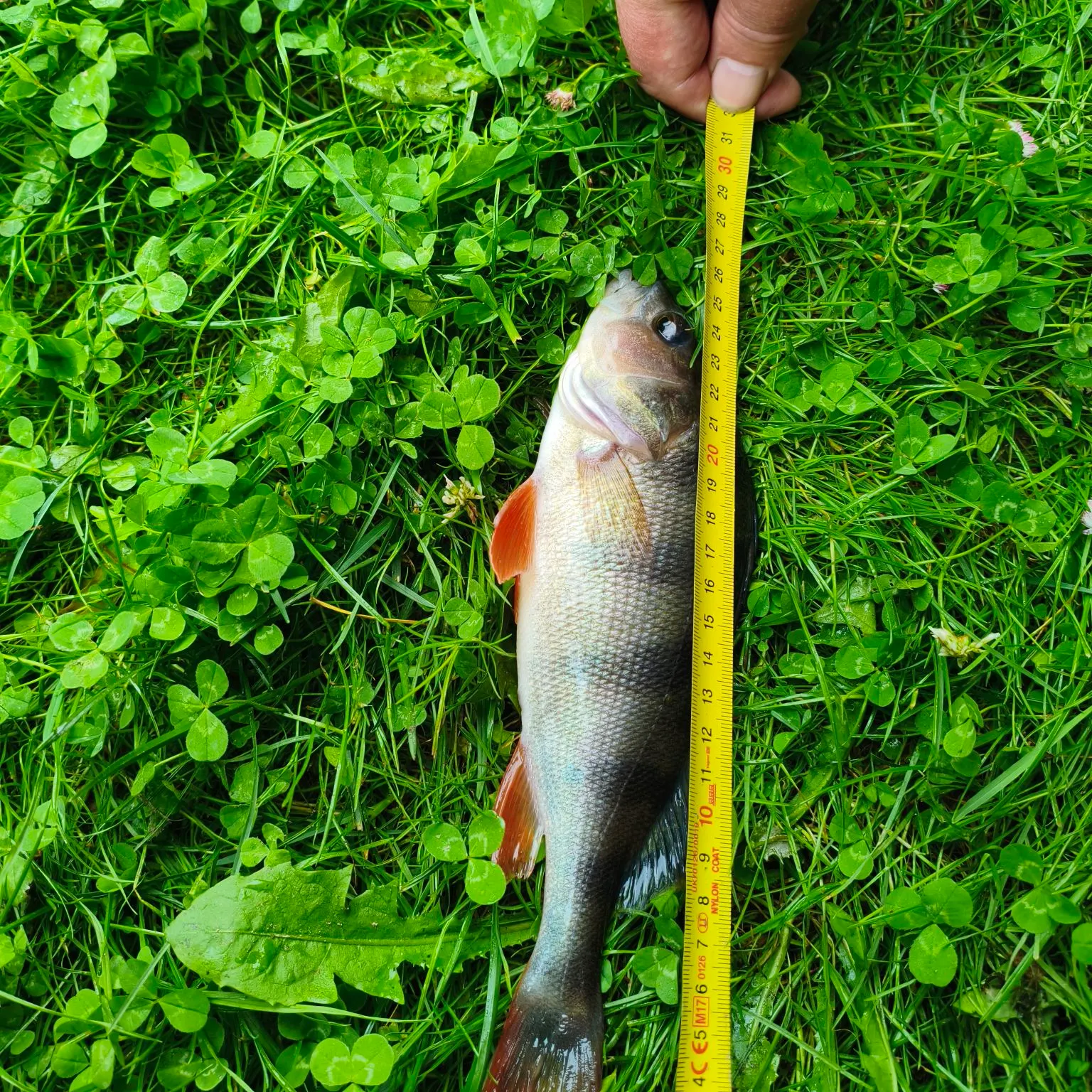 European perch caught on Fishbrain