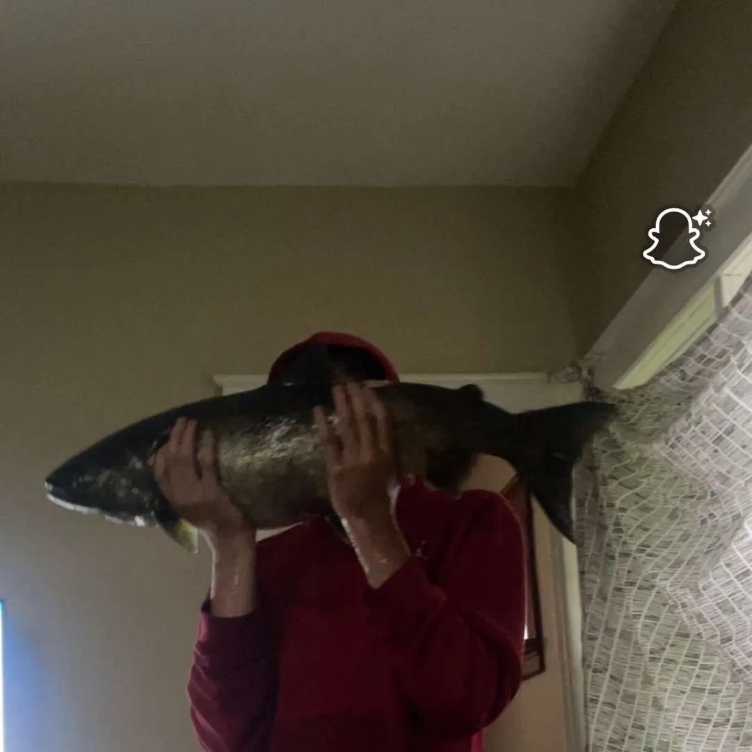 Chinook salmon caught on Fishbrain