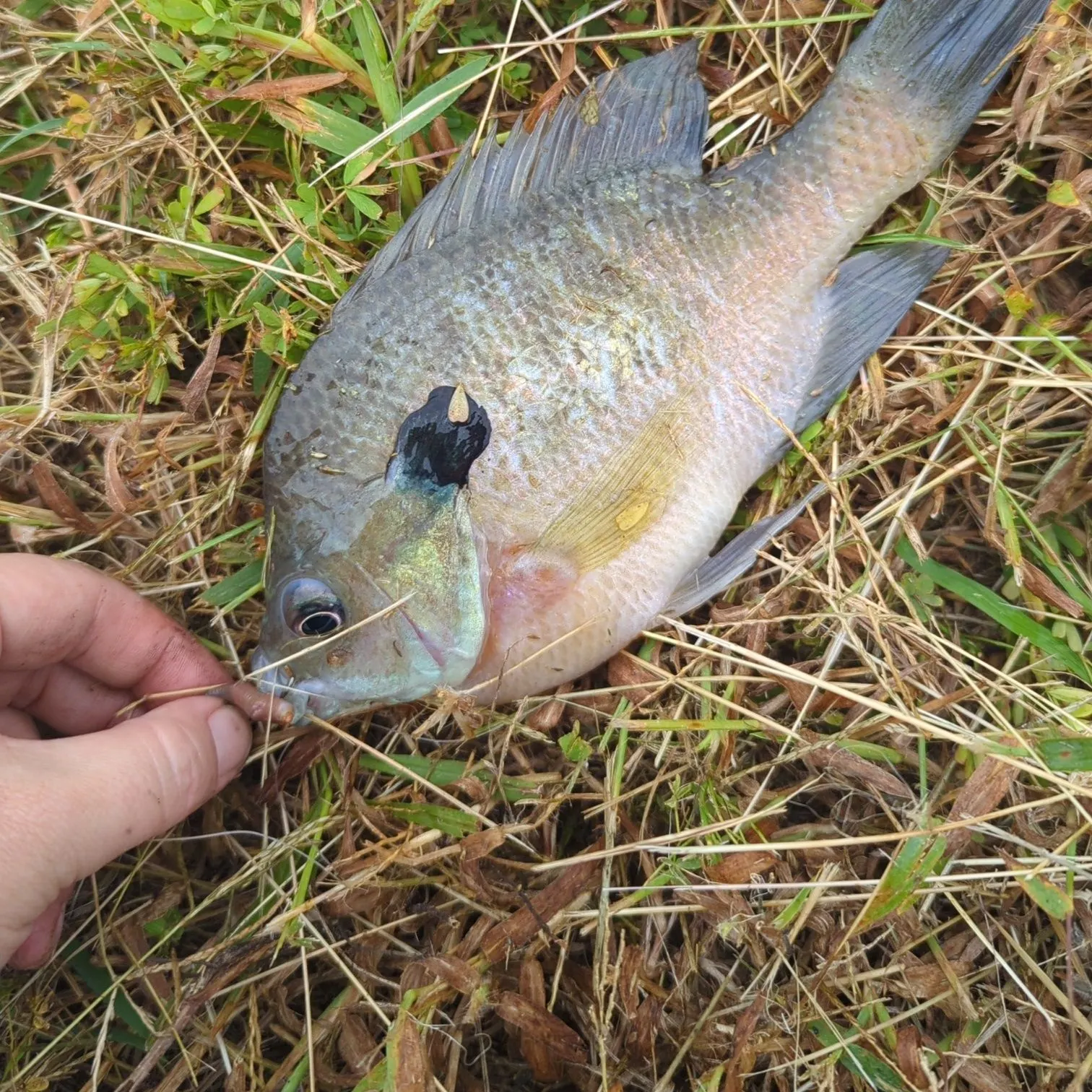 Redbreast sunfish caught on Fishbrain