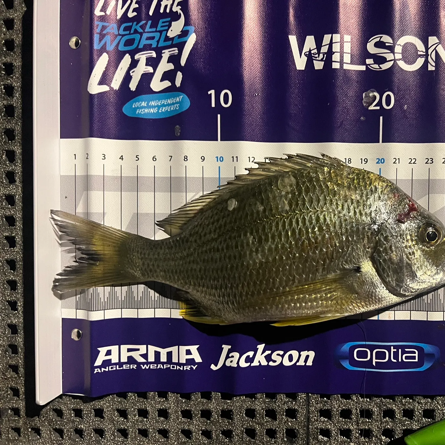 recently logged catches