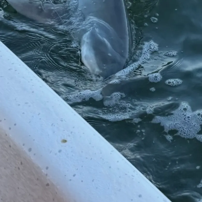 The most recent Caribbean reef shark catches on Fishbrain