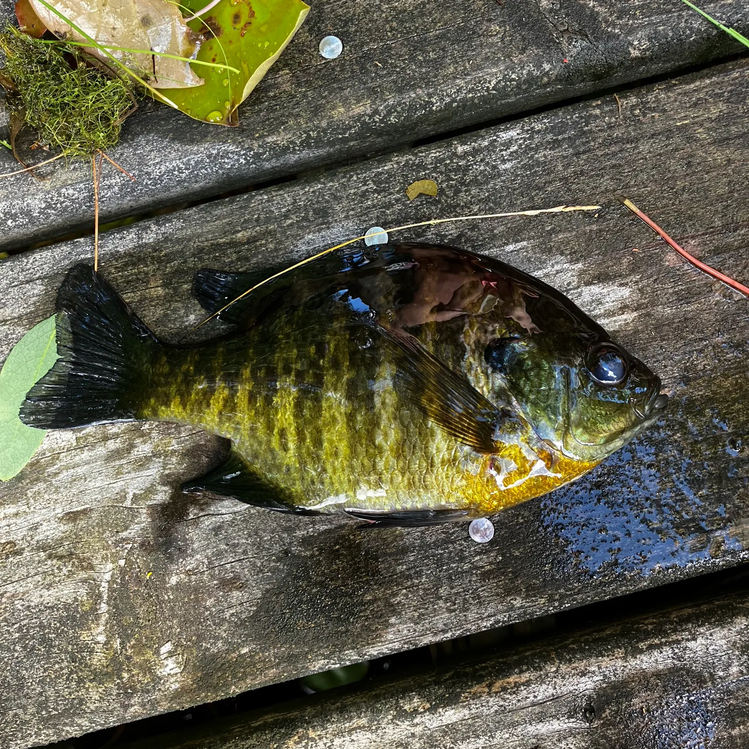 recently logged catches