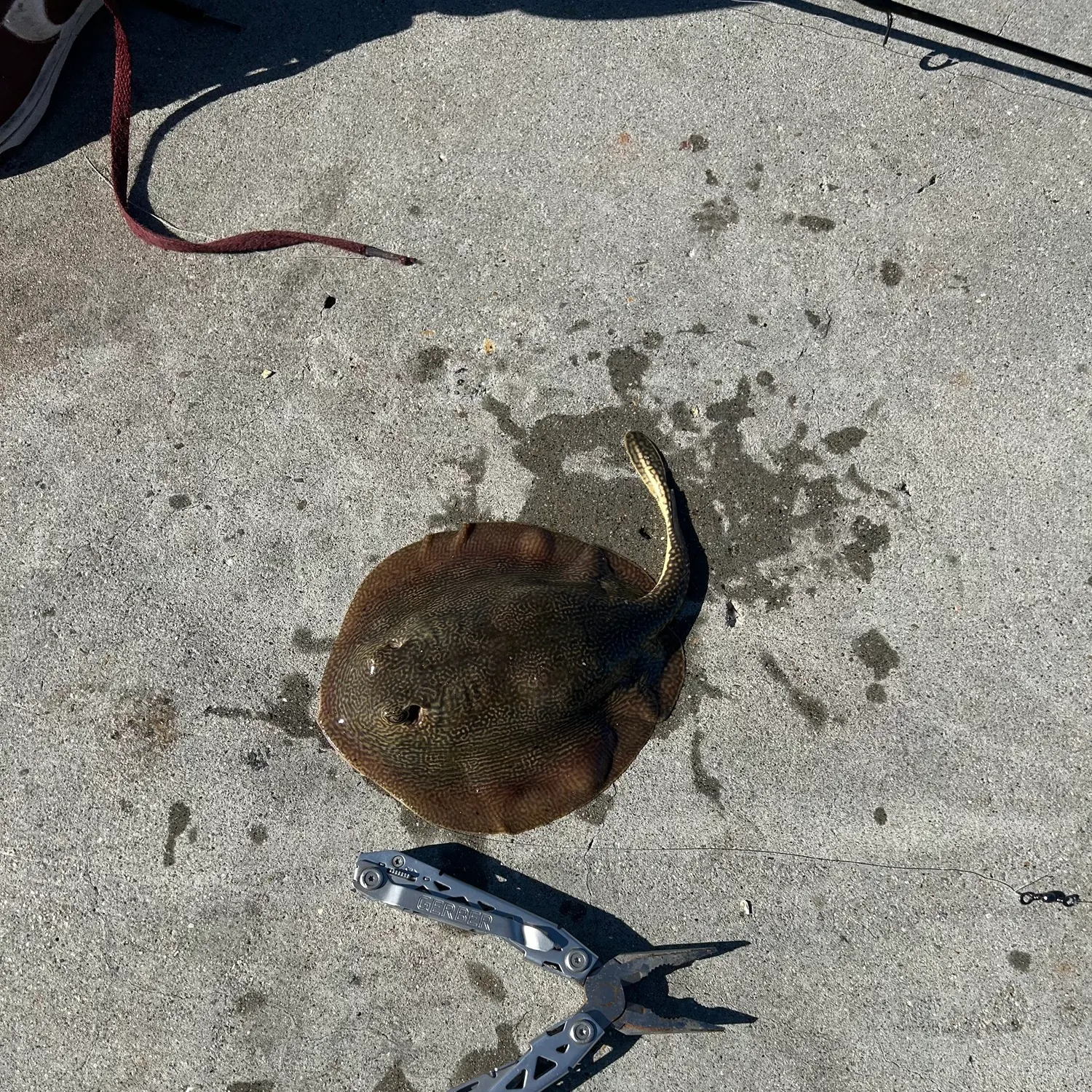 The most recent Haller's round ray catches on Fishbrain