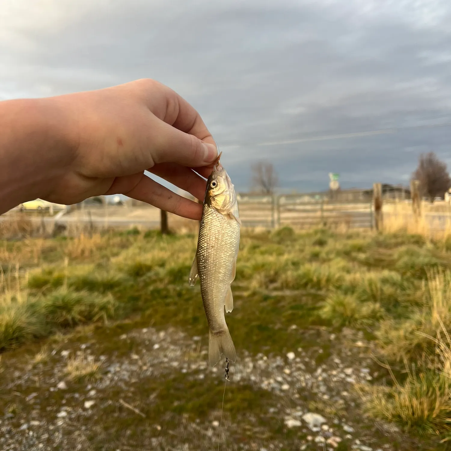 The most recent Utah chub catches on Fishbrain
