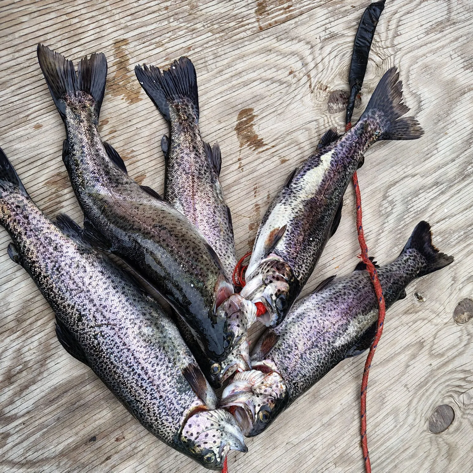 recently logged catches