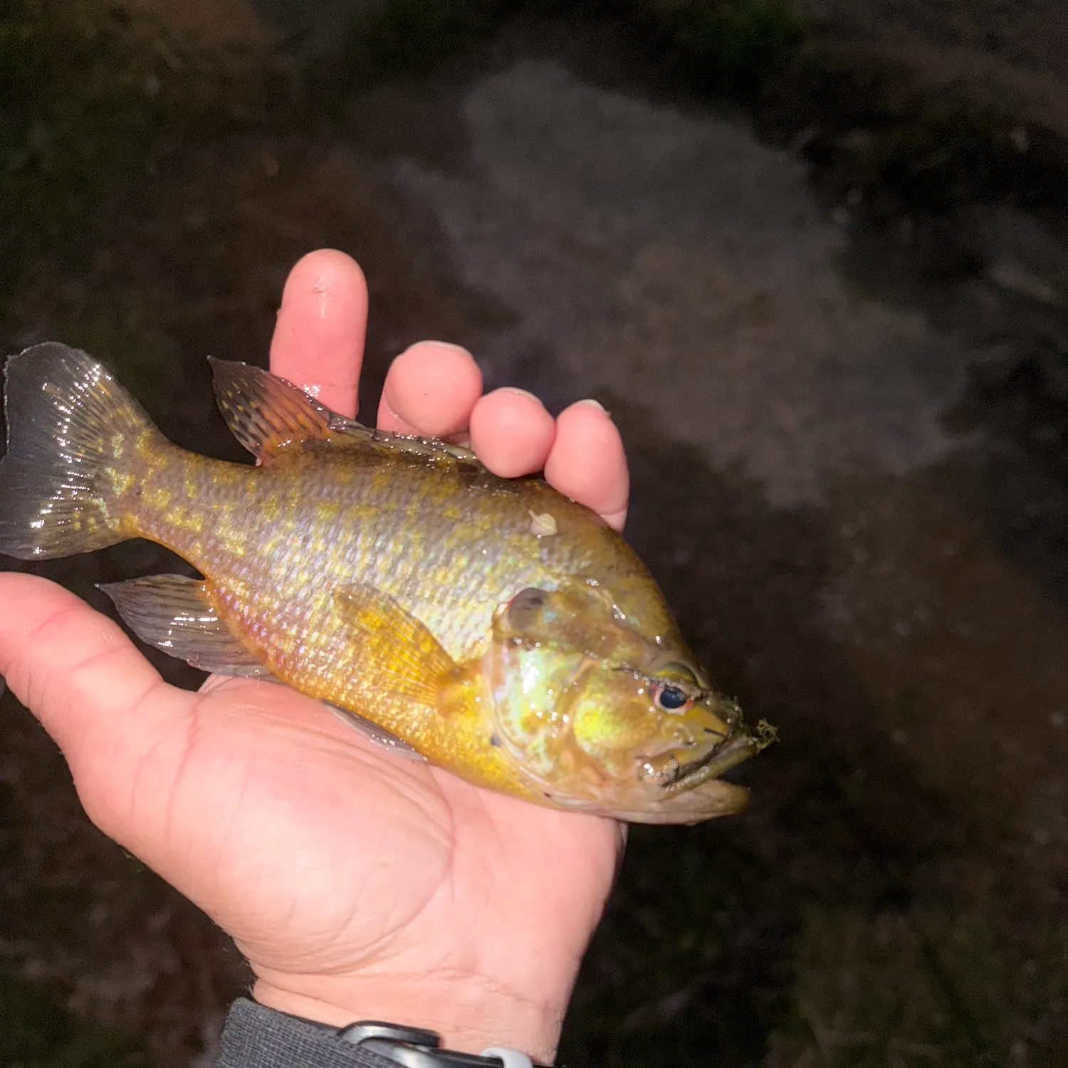 The most recent Warmouth catches on Fishbrain