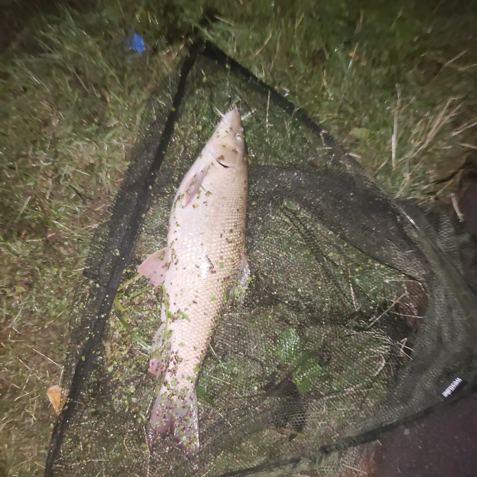 Common barbel caught on Fishbrain