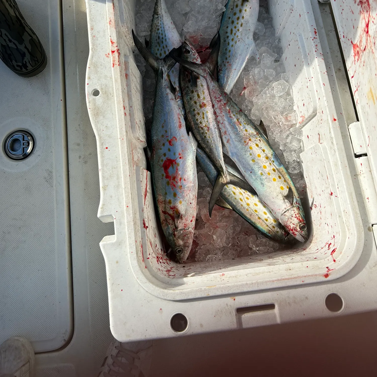 The most recent Spanish mackerel catches on Fishbrain