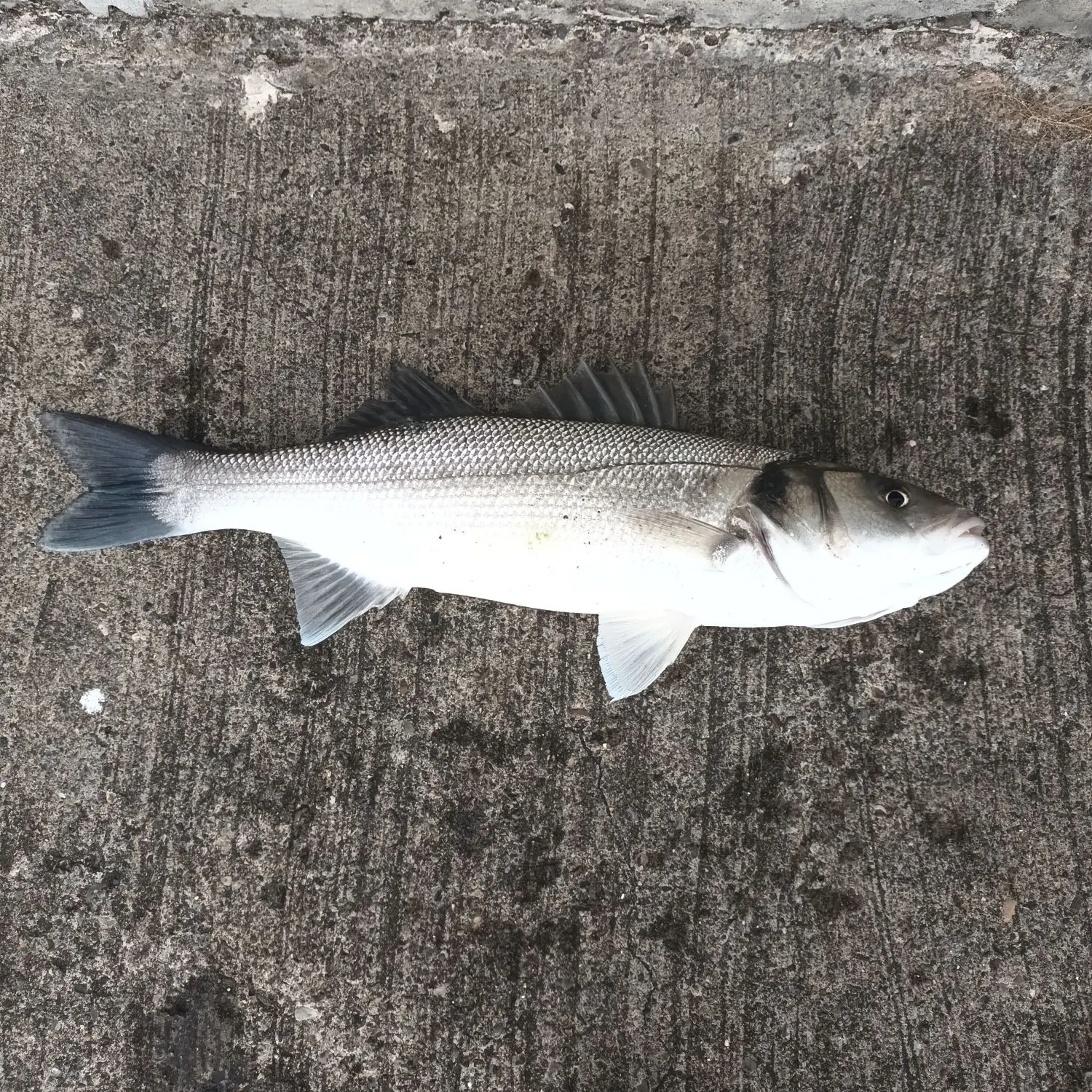 European seabass caught on Fishbrain