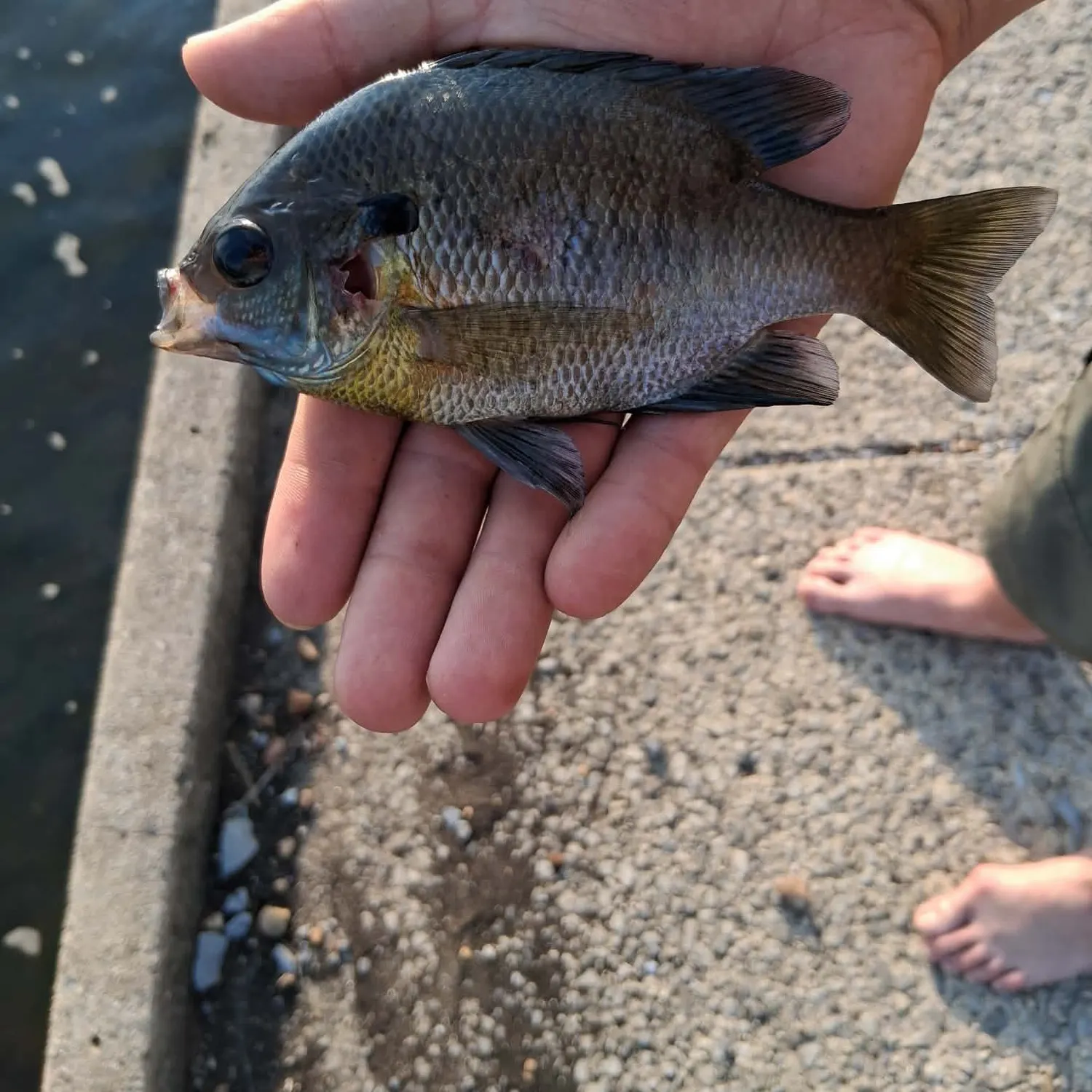 Bluegill caught on Fishbrain