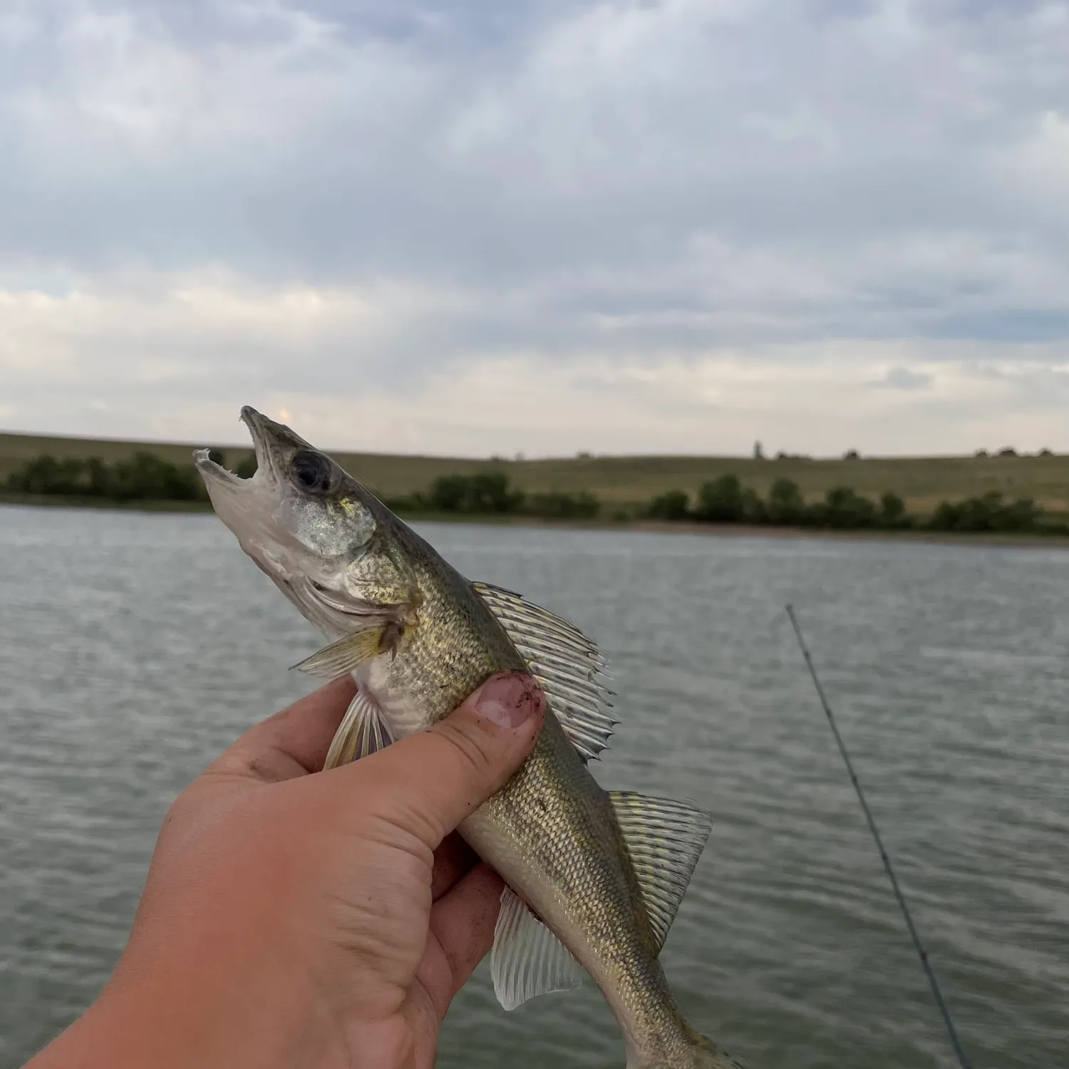 angler catch