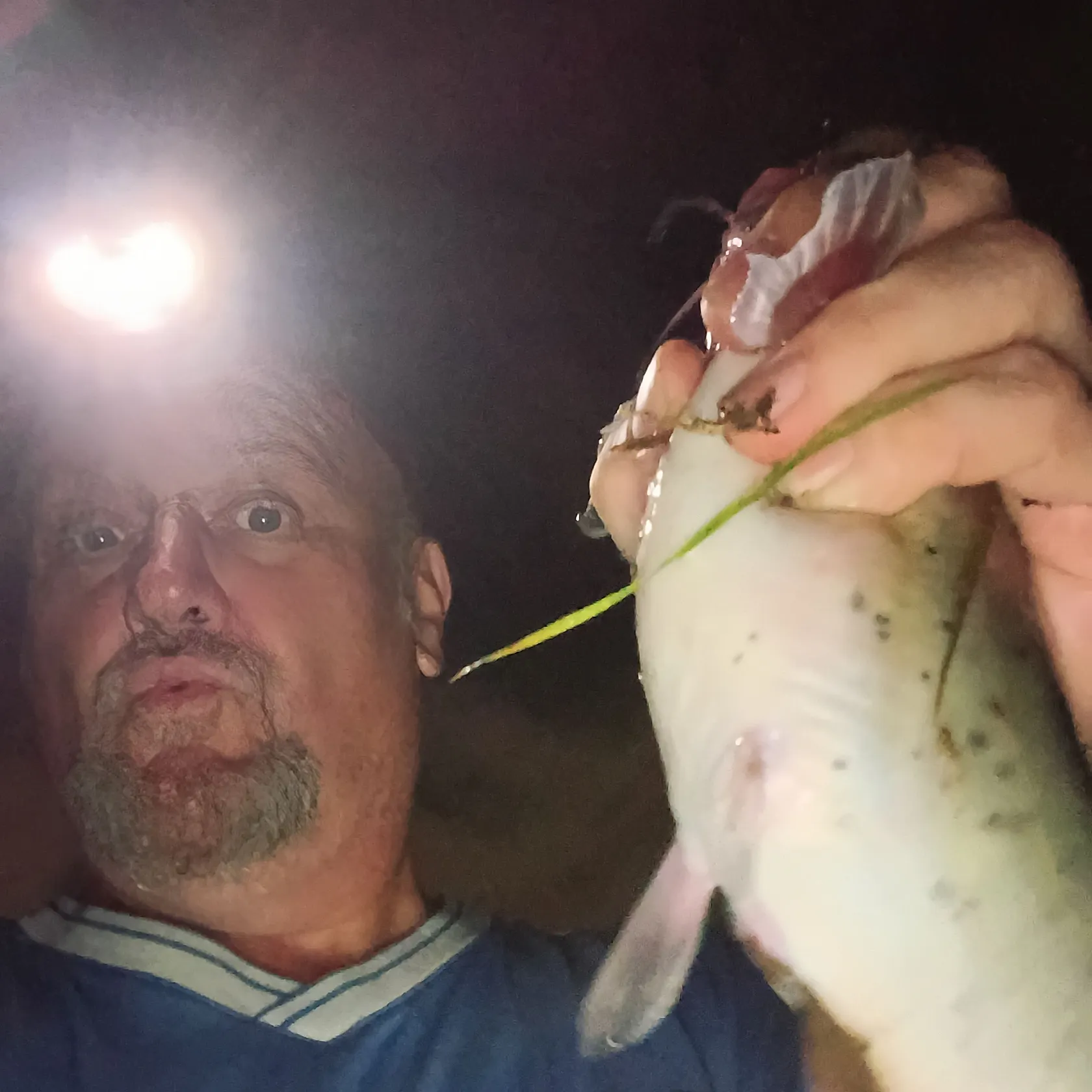 Channel catfish caught on Fishbrain