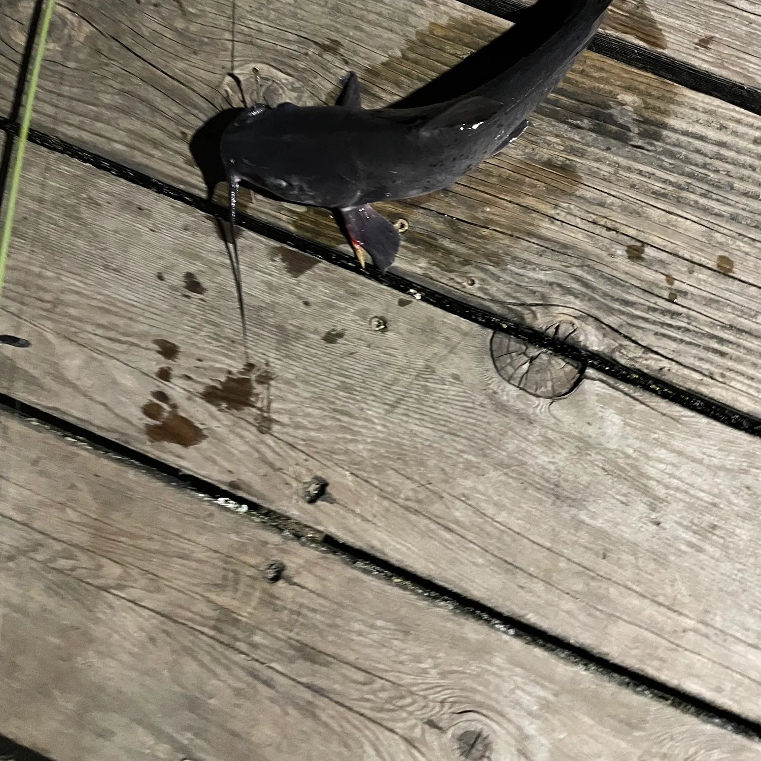 Channel catfish caught on Fishbrain