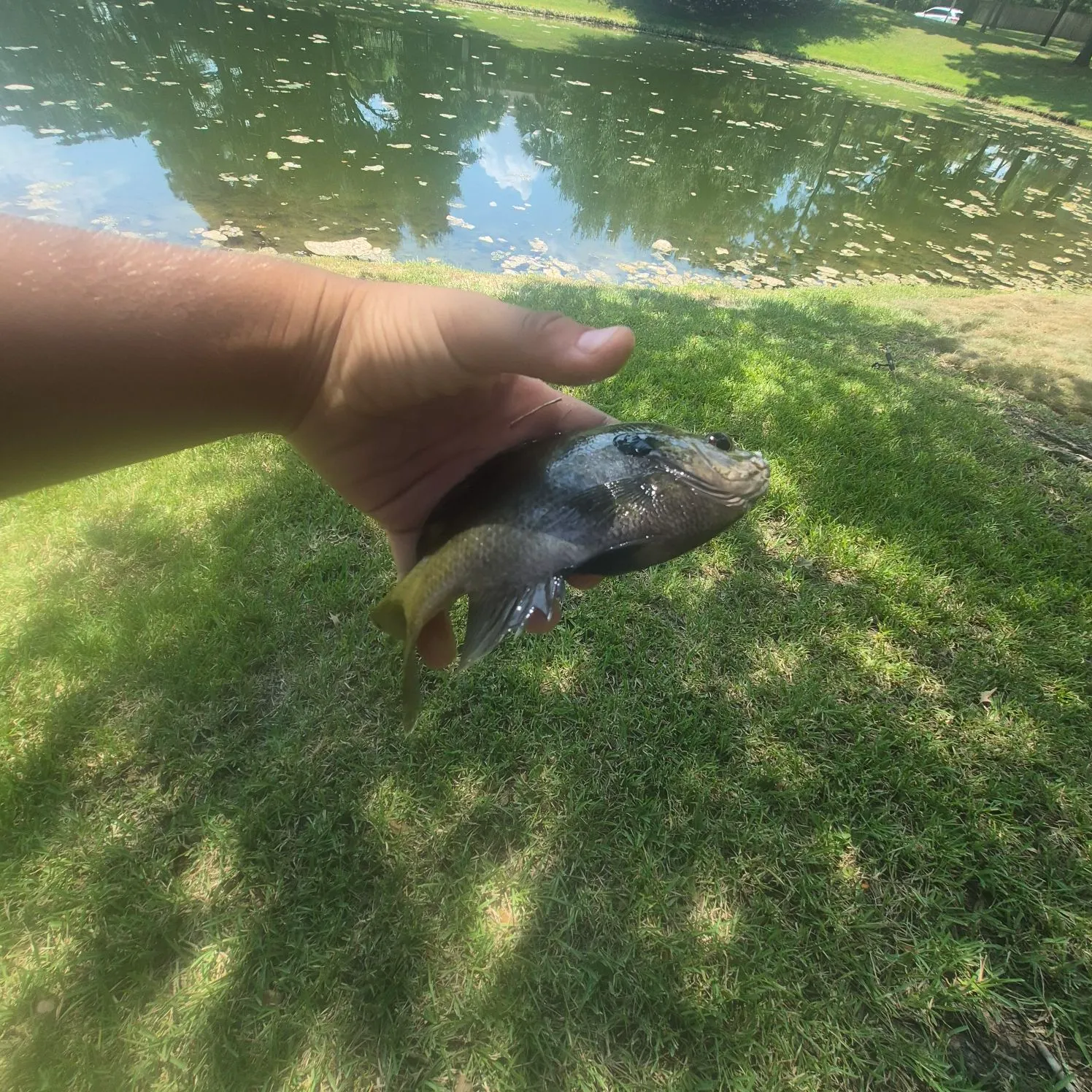 Bluegill caught on Fishbrain