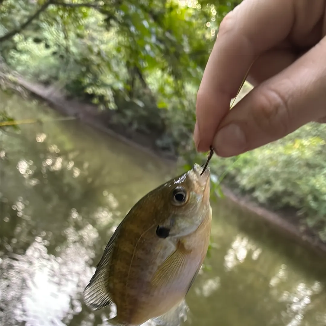 Bluegill caught on Fishbrain
