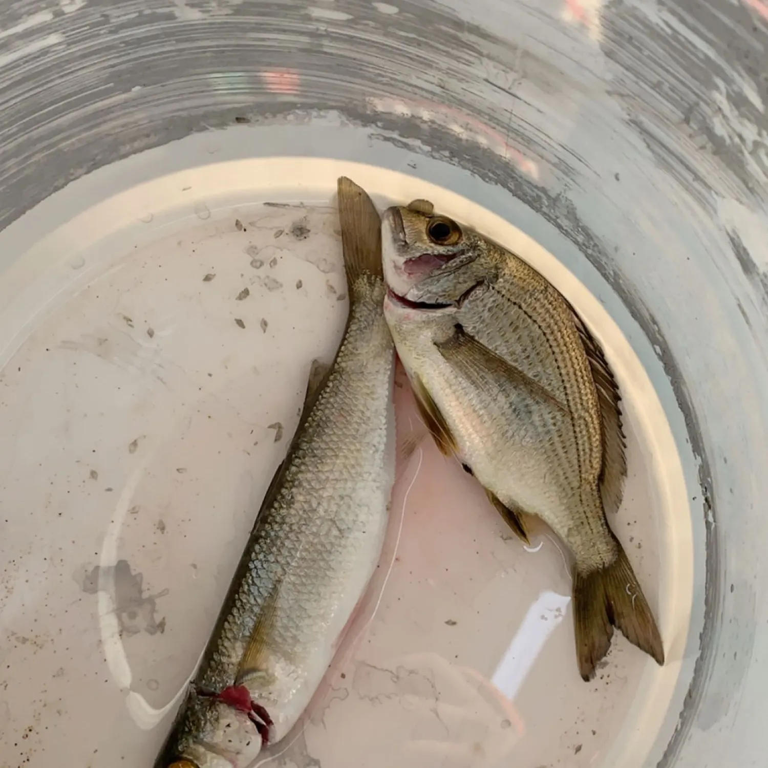 Surf bream caught on Fishbrain