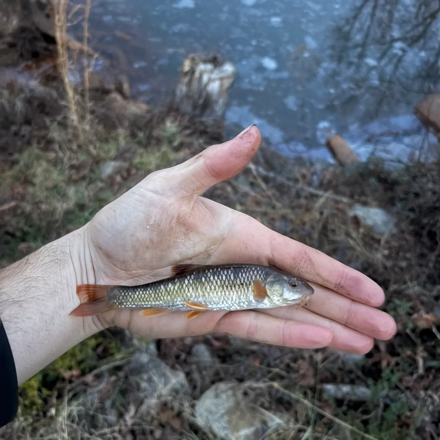 The most recent River chub catches on Fishbrain