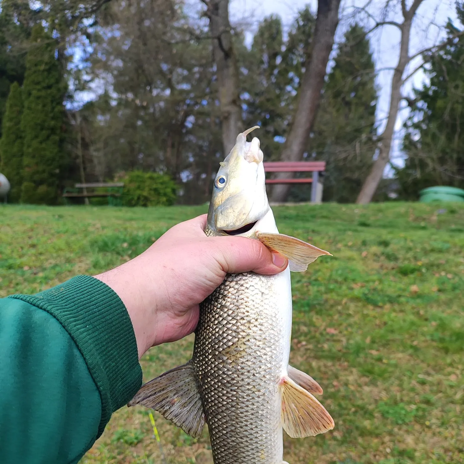 The most recent Common barbel catches on Fishbrain