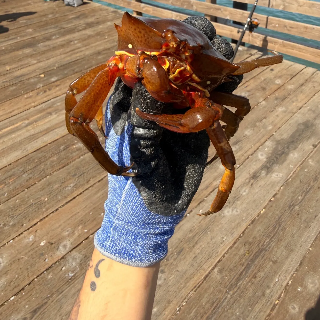 Fish caught on Fishbrain