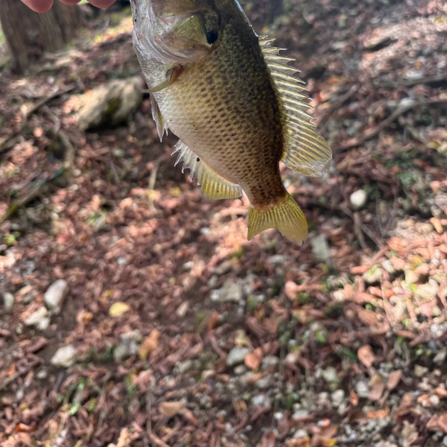 Rock bass caught on Fishbrain