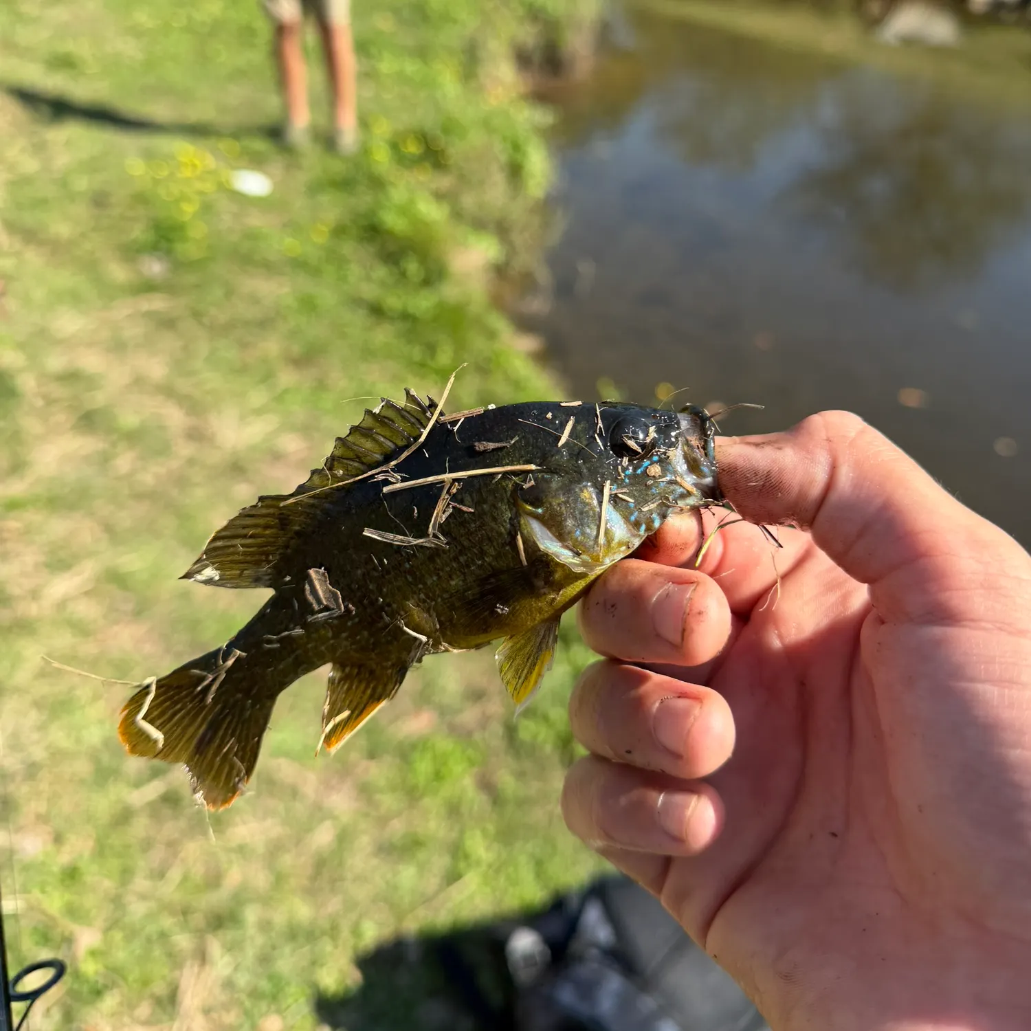 The most recent Warmouth x green sunfish catches on Fishbrain