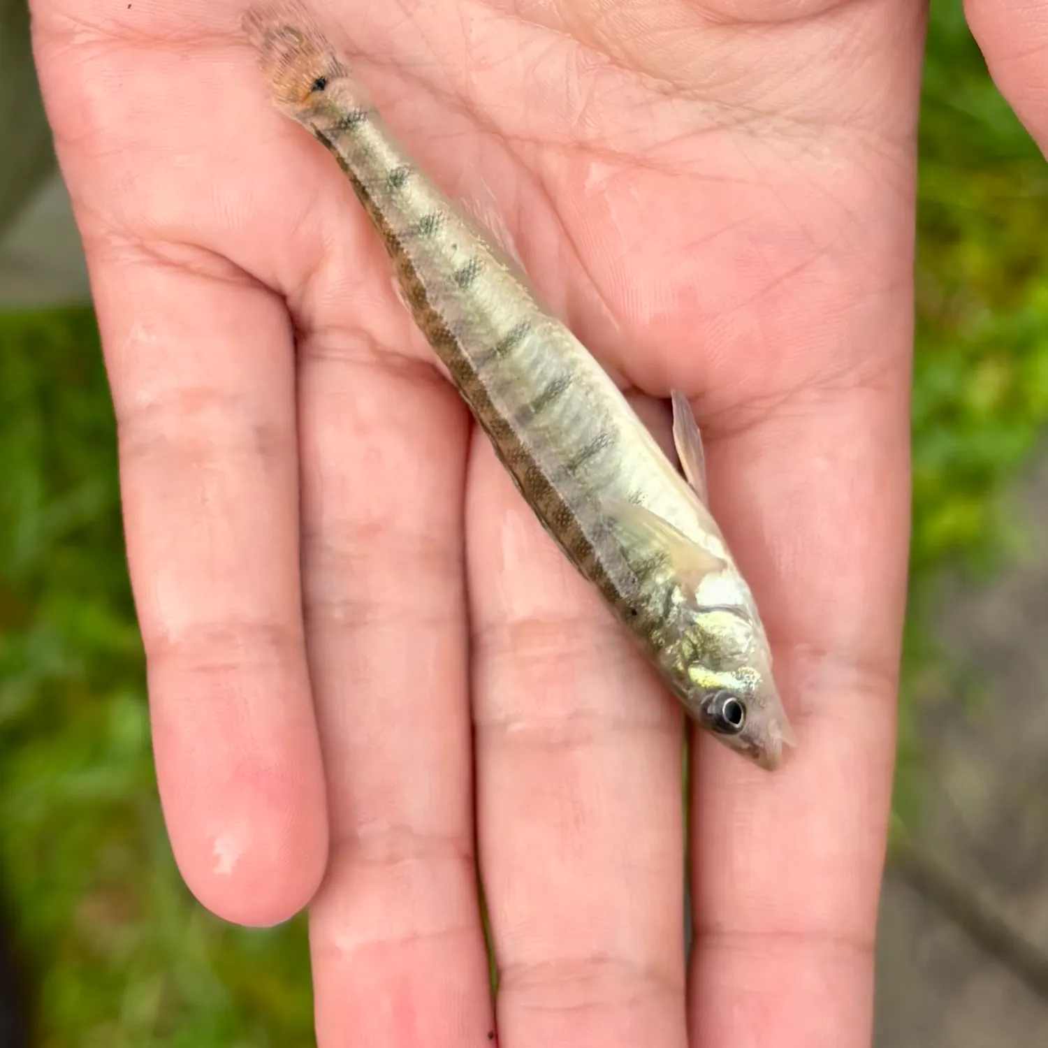 Common logperch caught on Fishbrain