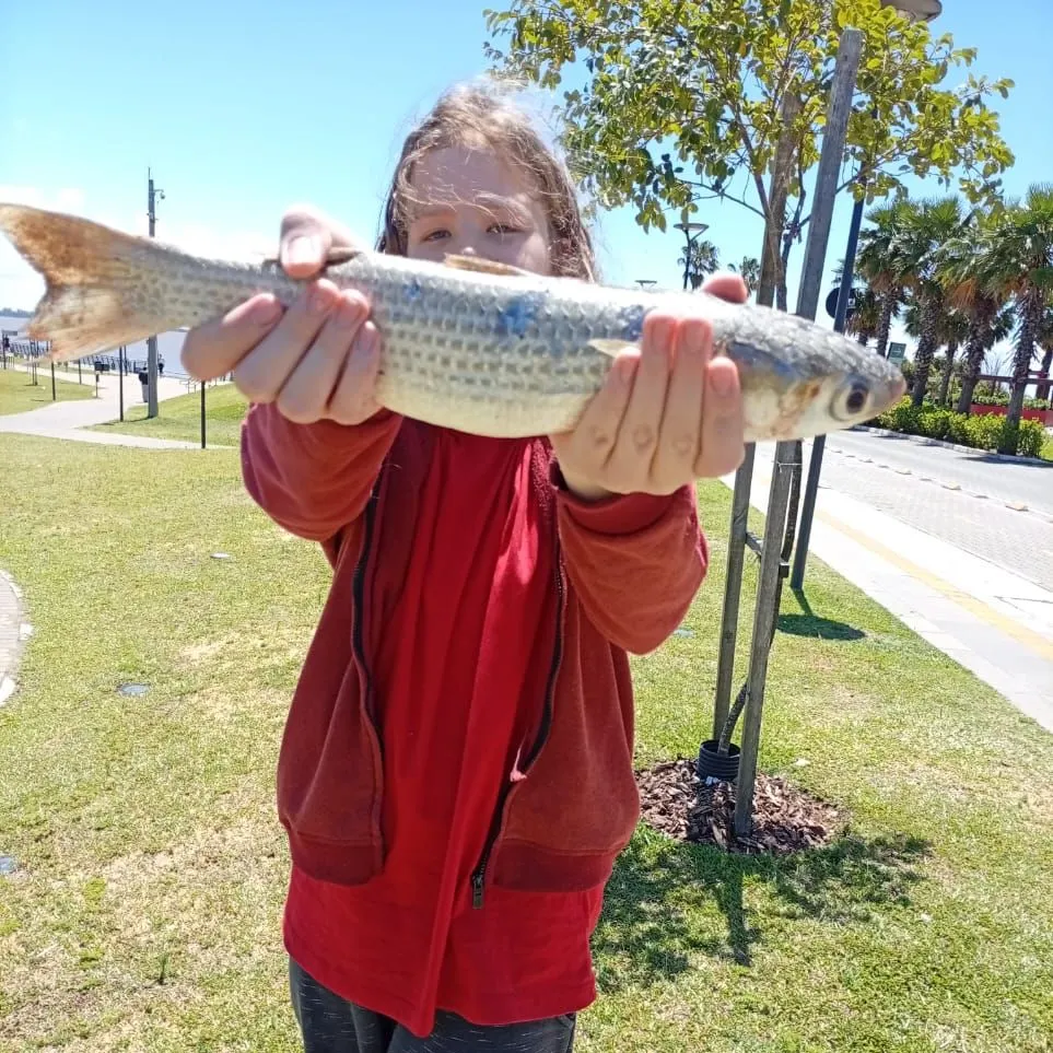 The most recent Thicklip grey mullet catches on Fishbrain