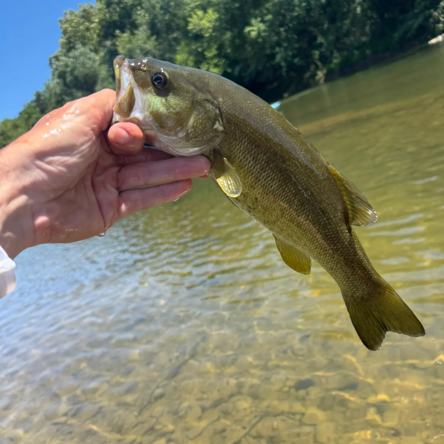 Smallmouth bass caught on Fishbrain