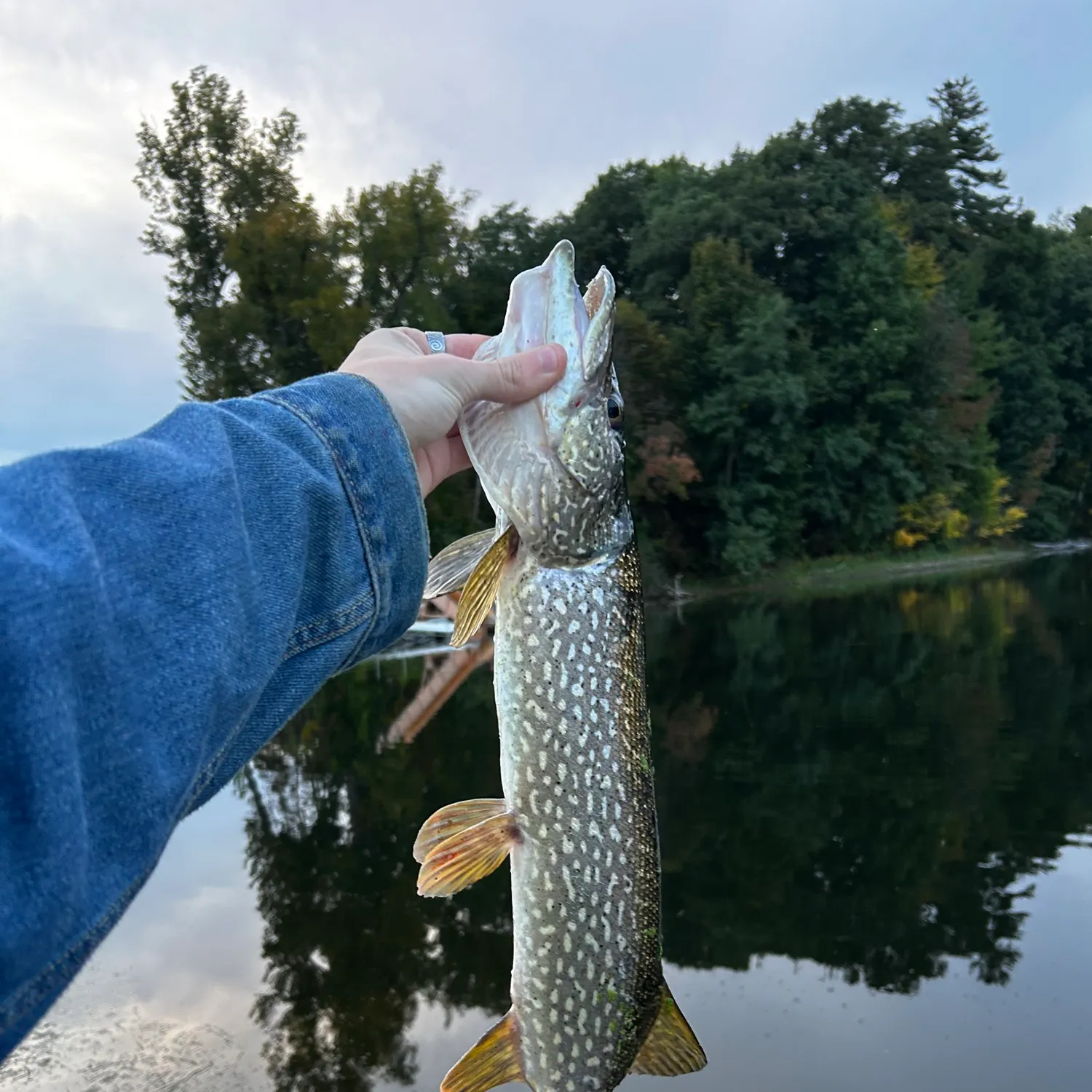 Northern pike caught on Fishbrain