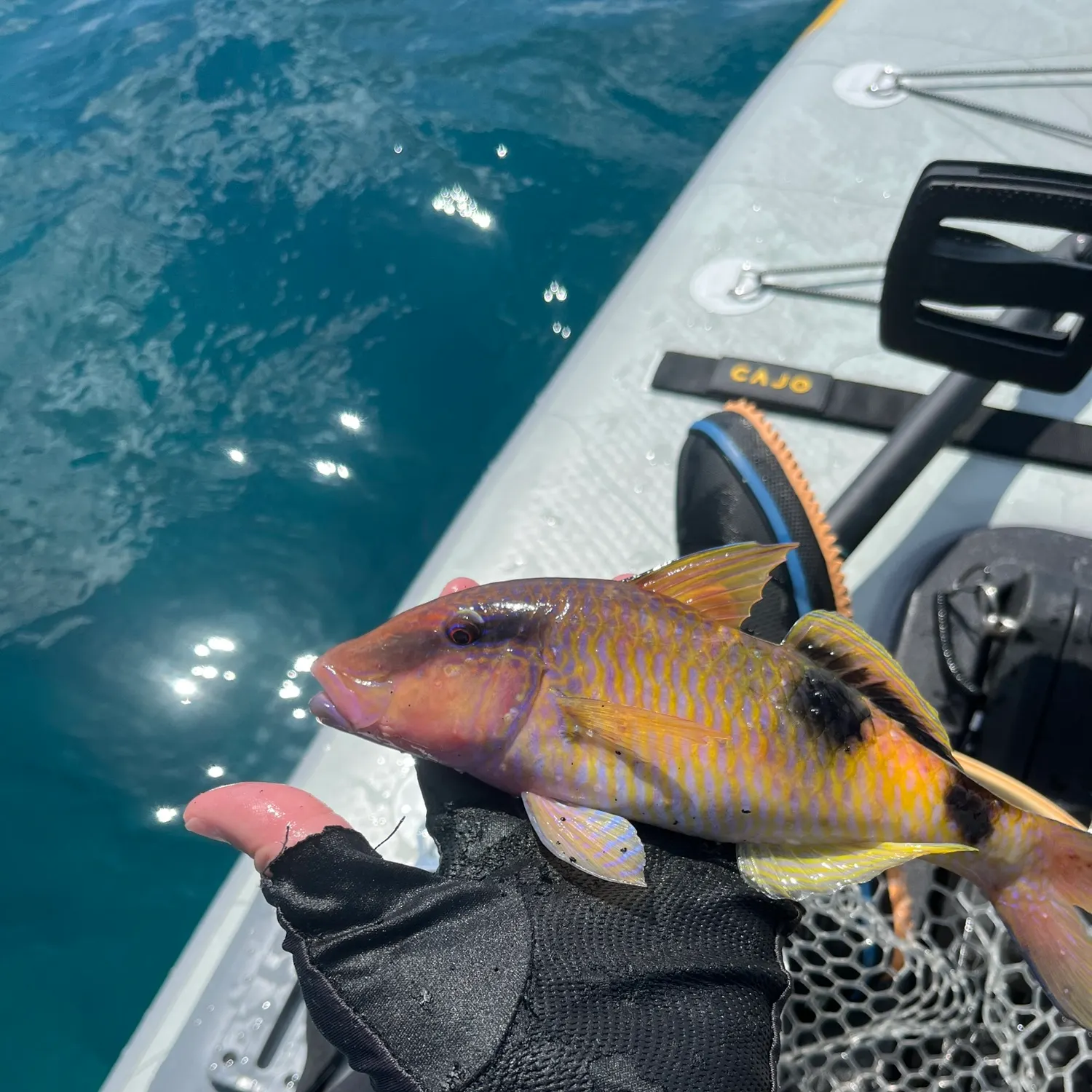 The most recent Manybar goatfish catches on Fishbrain