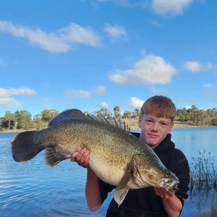 Murray cod caught on Fishbrain