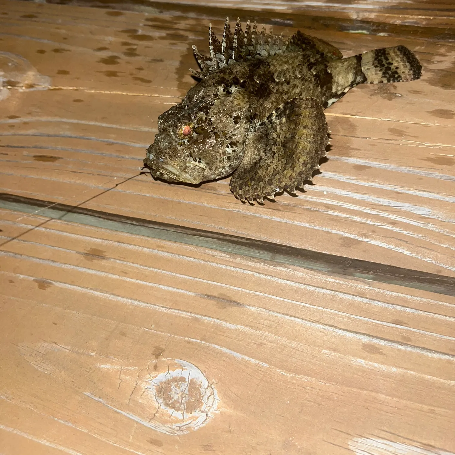 The most recent Spotted scorpionfish catches on Fishbrain