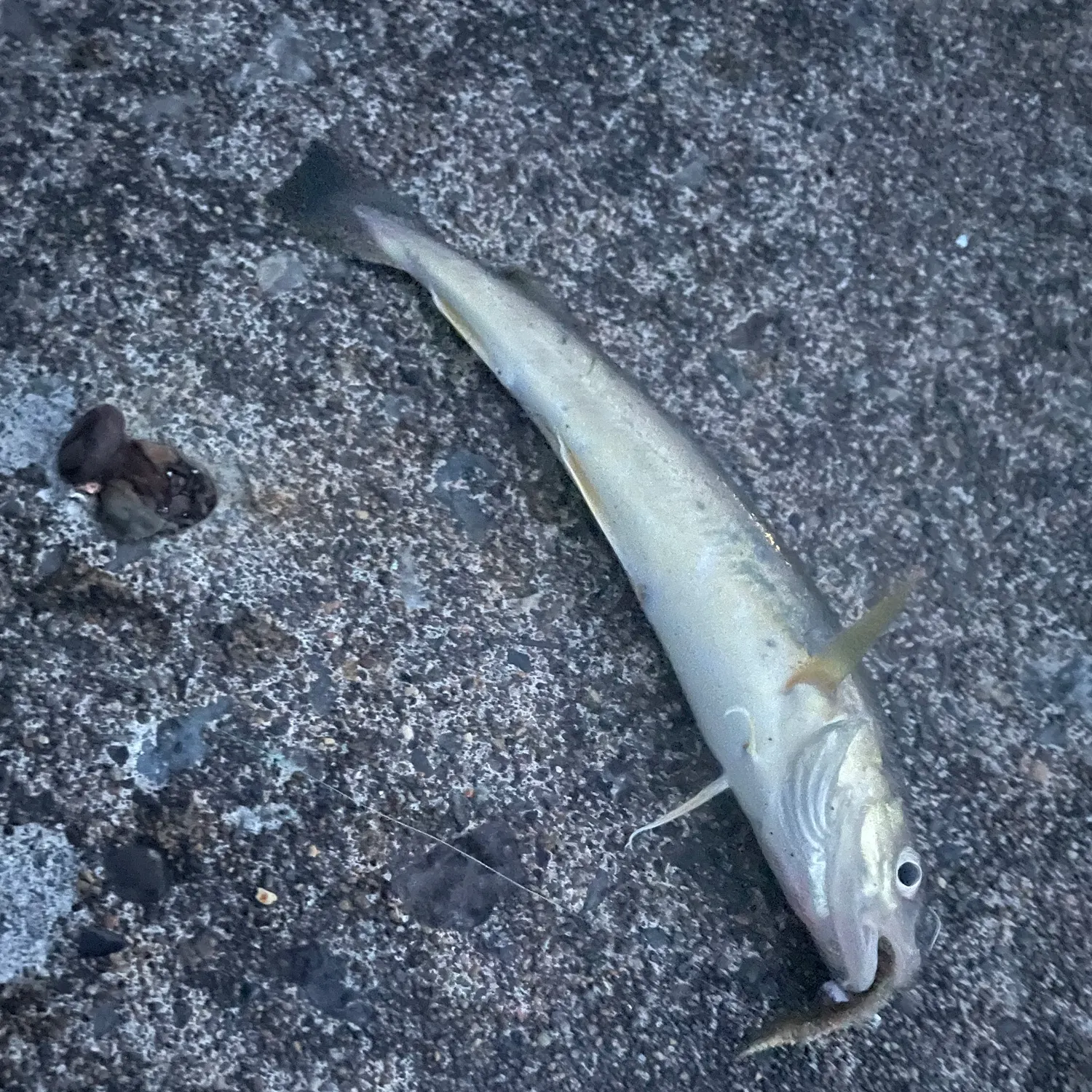 The most recent Saffron cod catches on Fishbrain