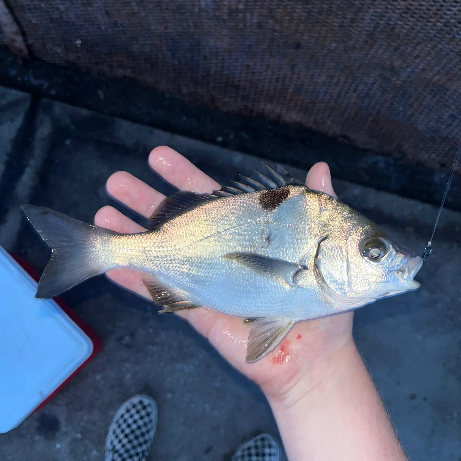 Sargo caught on Fishbrain