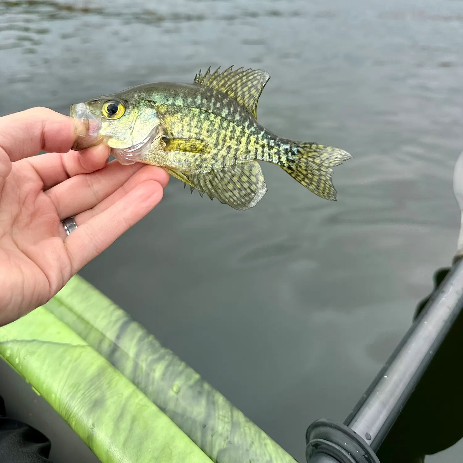 Black crappie caught on Fishbrain