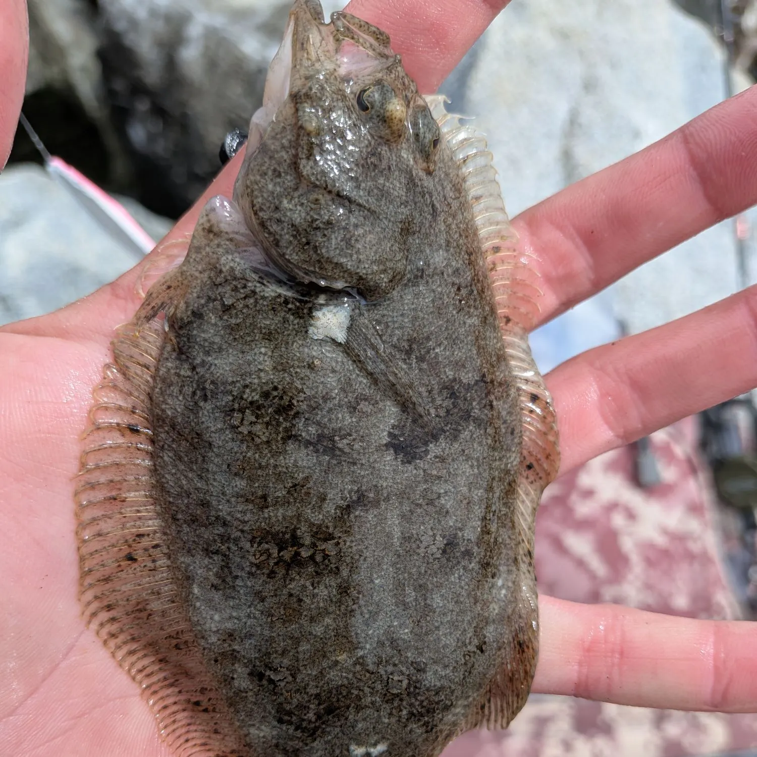 The most recent Speckled sanddab catches on Fishbrain