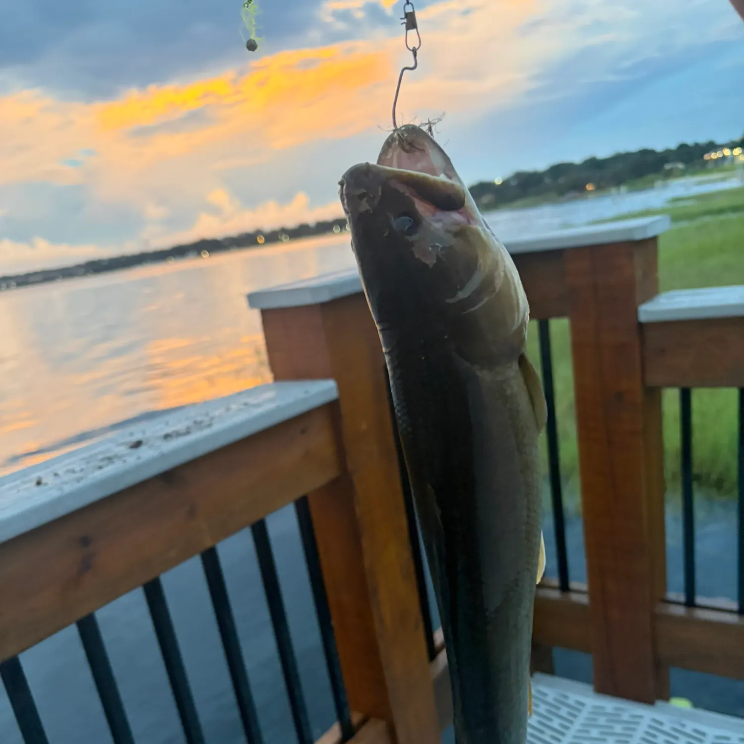 Ruddy bowfin caught on Fishbrain