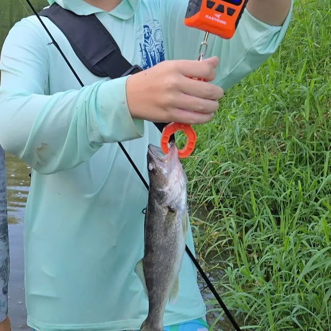Walleye caught on Fishbrain