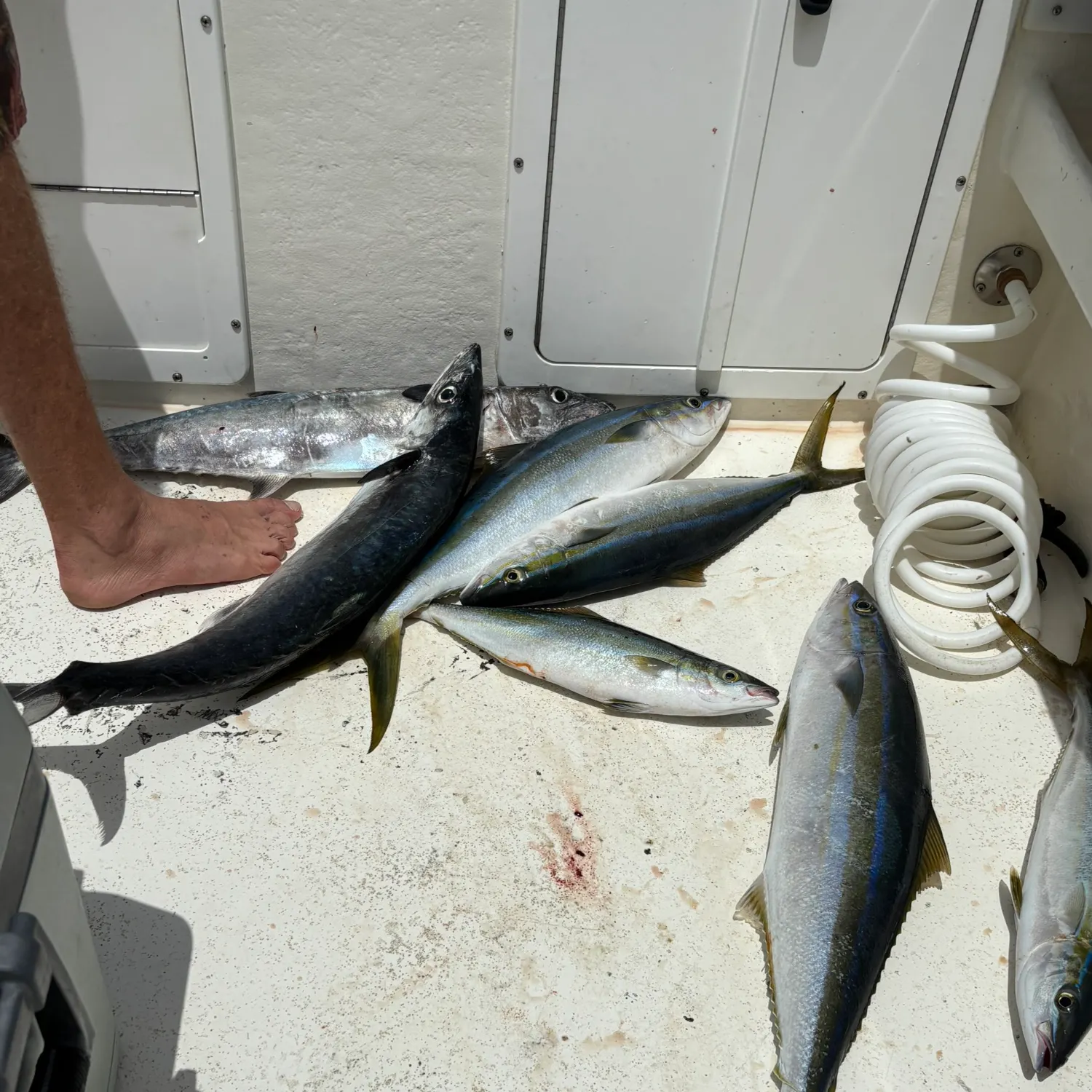 The most recent Rainbow runner catches on Fishbrain