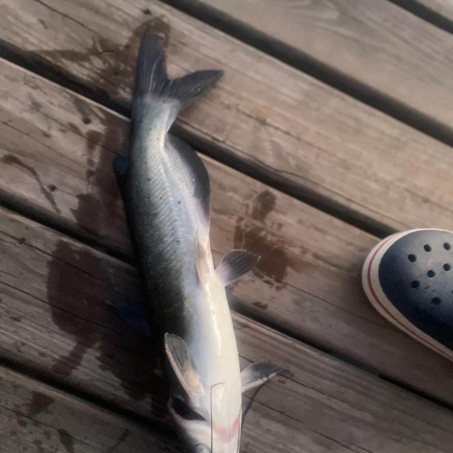 Channel catfish caught on Fishbrain