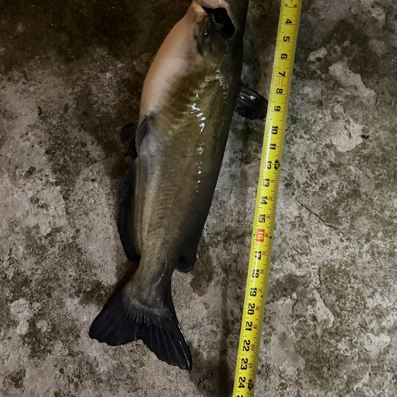 Channel catfish caught on Fishbrain