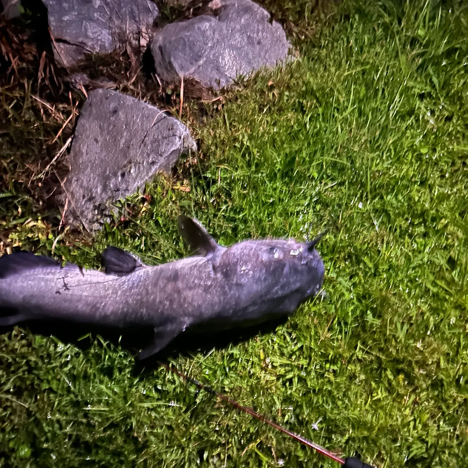 Blue catfish caught on Fishbrain