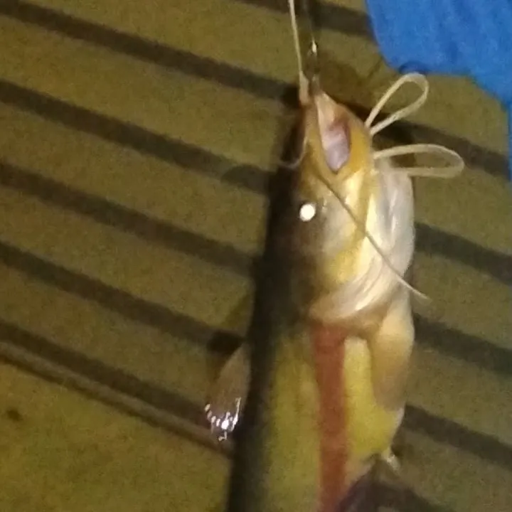 Yellow bullhead caught on Fishbrain