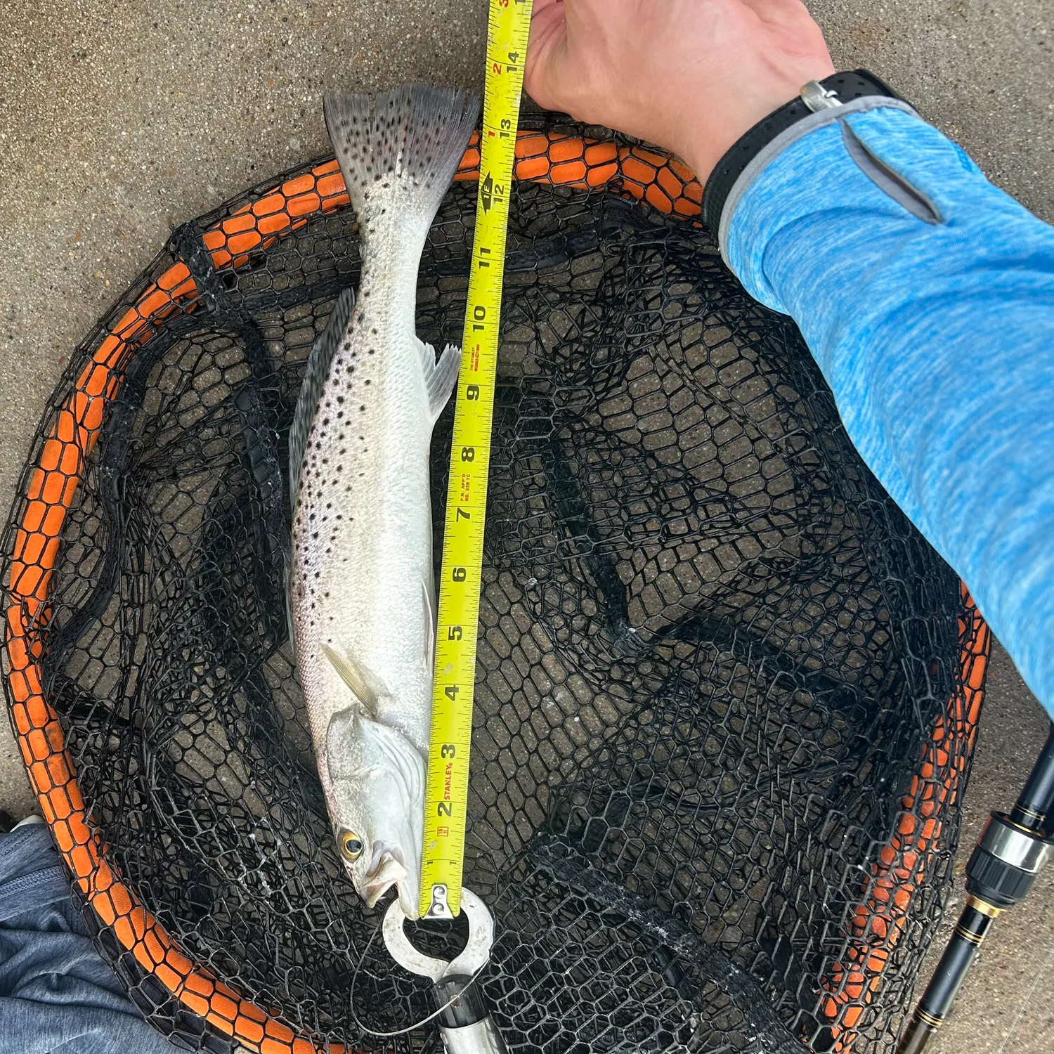 Spotted seatrout caught on Fishbrain