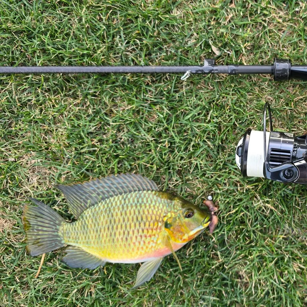 The most recent Redbelly tilapia catches on Fishbrain