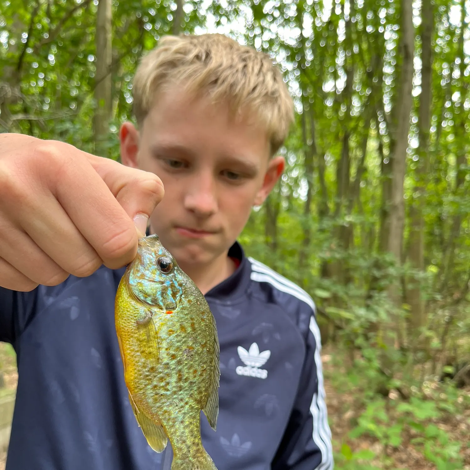Pumpkinseed caught on Fishbrain