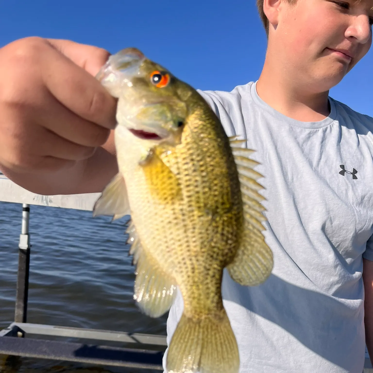 The most recent Rock bass catches on Fishbrain