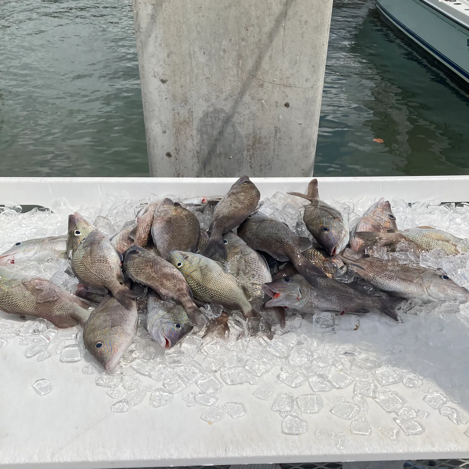 The most recent White grunt catches on Fishbrain