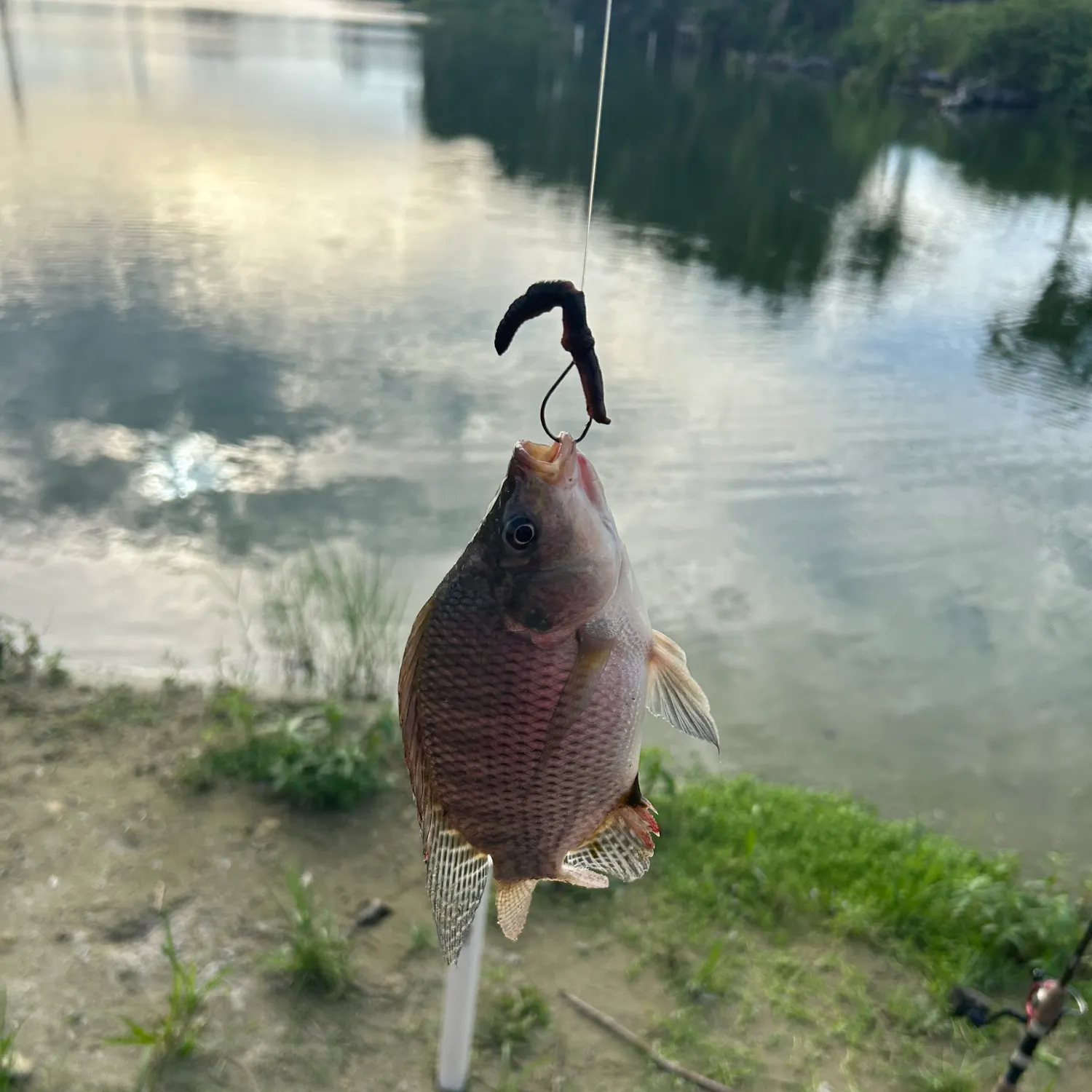 Nile tilapia caught on Fishbrain