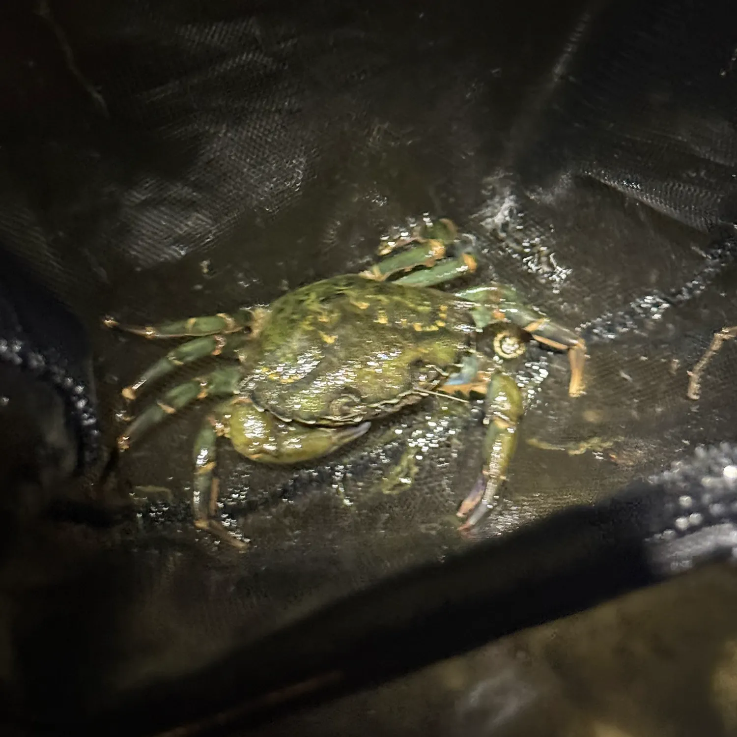 The most recent Green crab catches on Fishbrain